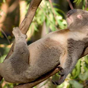 Backpackers - Note - Valid Passport Required To Check In , Perth Australie